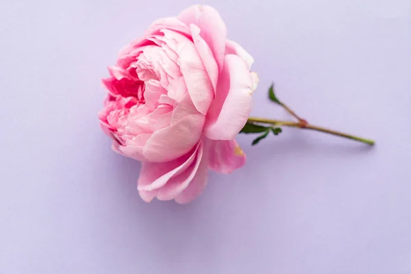 Nice Pink Roses Close — Stock Photo, Image