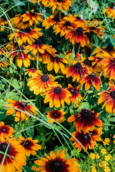 Zomerbloemen Tuin — Stockfoto