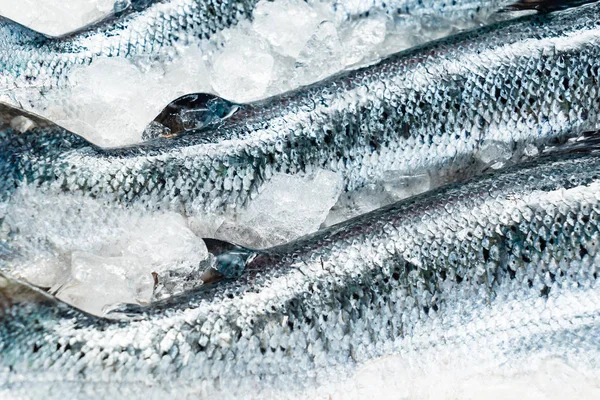 Roher Lachsfisch Auf Dem Eis — Stockfoto