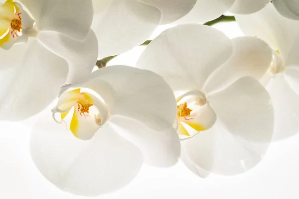 Beyaz Orkide Çiçekler Makro — Stok fotoğraf