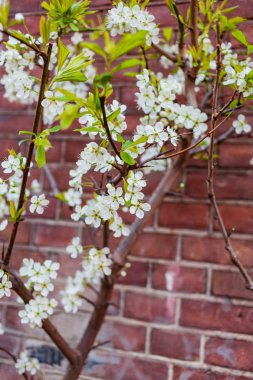 çiçekli ağaç bahar