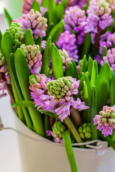 Яскраві Квіти Гіацинта Вазі — стокове фото