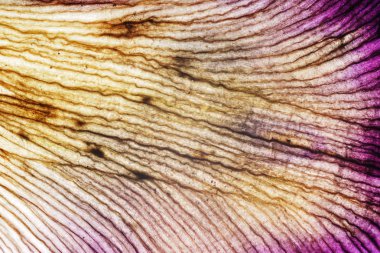 Iris yaprakları yakın çekim