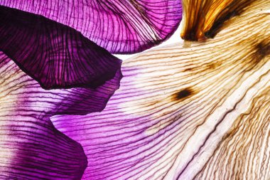 Iris yaprakları yakın çekim