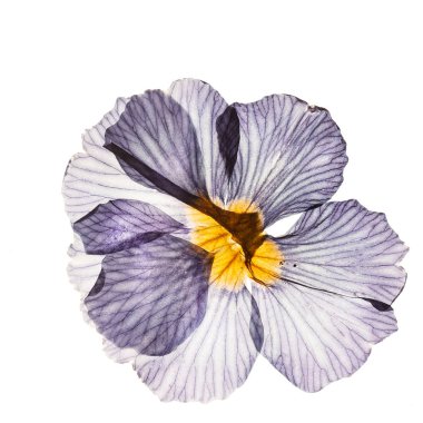 Kuru çuha çiçeği, kapat.