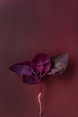 taze mor orach, bitki