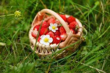 sepet Yaban çilekleri