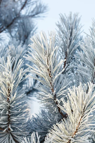 Inverno Parque — Fotografia de Stock