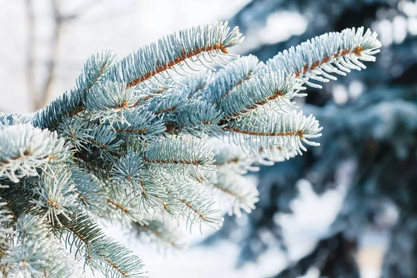 Vinter Parken — Stockfoto