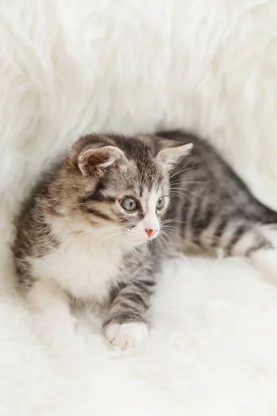 Petit Chaton Repose Confortablement Sur Une Couverture Moelleuse — Photo