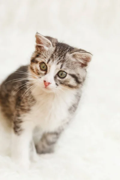 Pequeño Gatito Encuentra Cómodamente Mullido Manta — Foto de Stock