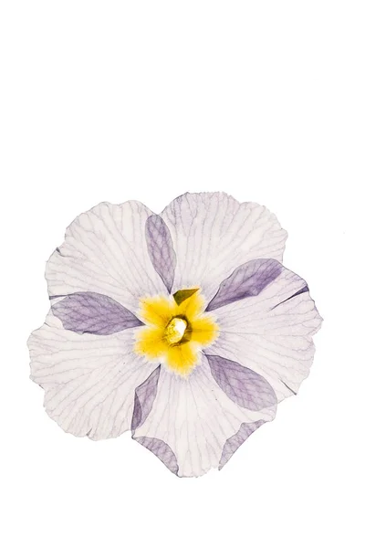 Suchy Kwiat Pierwiosnka Zbliżenie — Zdjęcie stockowe