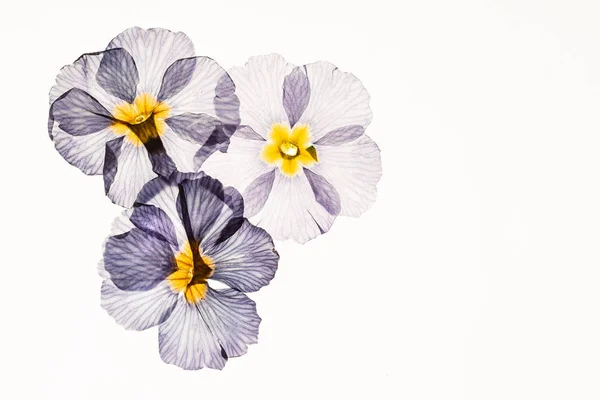 Suché Primrůžové Květiny Uzavřete — Stock fotografie