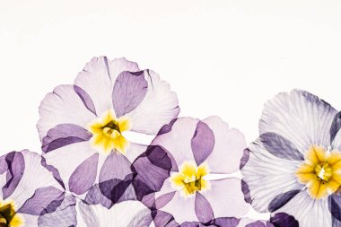 kuru çuha çiçeği, yakın