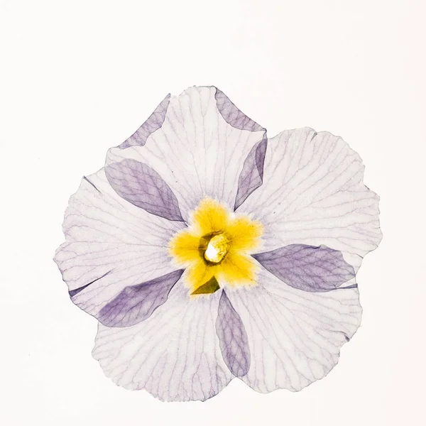 Dry Primrose Flowers Close — Stock Photo, Image