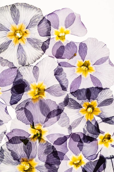 Torra Primrose Blommor Närbild — Stockfoto