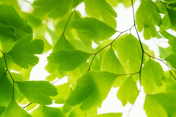 Green Leaves Branch Isolated White — Stock Photo, Image