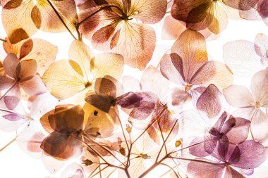 Beyaz arka plan üzerinde izole pembe ortanca çiçek