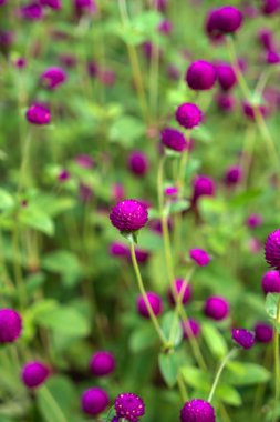 Çiçekli kızıl yonca tarlası