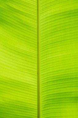 Yeşil yapraklar arka plan. Yaprak dokusu 