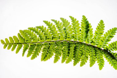 Yeşil yaprak beyaz üzerinde izole