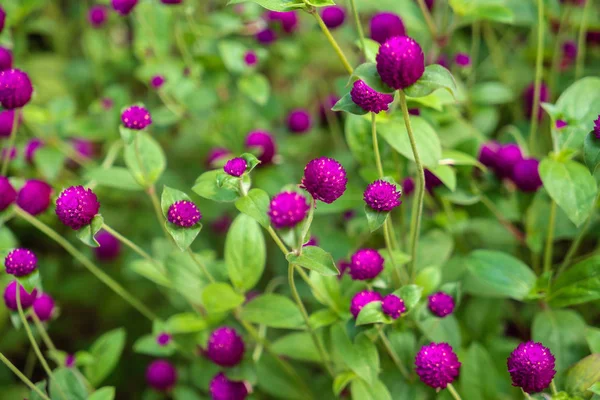 Champ Trèfles Pourpres Fleurs — Photo