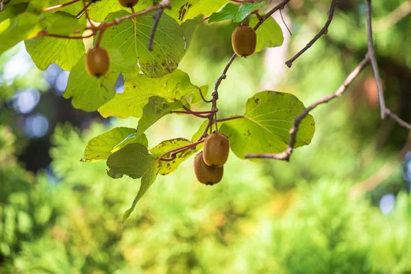 Zelený Kiwi Ripera Stromě — Stock fotografie