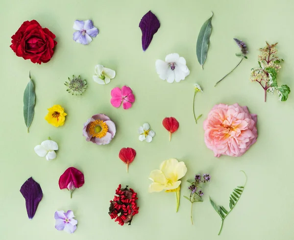 Zomer Bloemen Bladeren Groene Achtergrond — Stockfoto