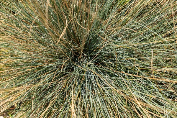 装飾的な草のクローズアップ 植物の質感 — ストック写真