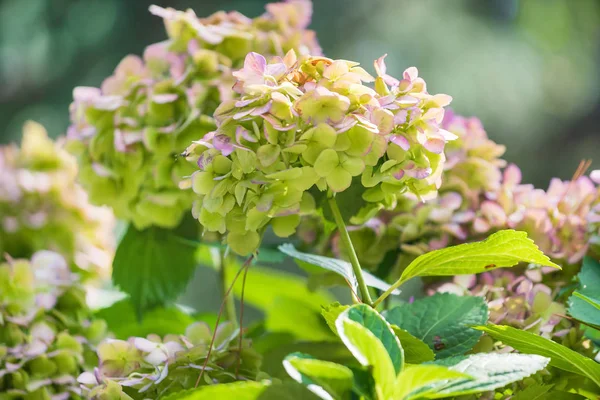 Hortenzie Květiny Zahradě — Stock fotografie