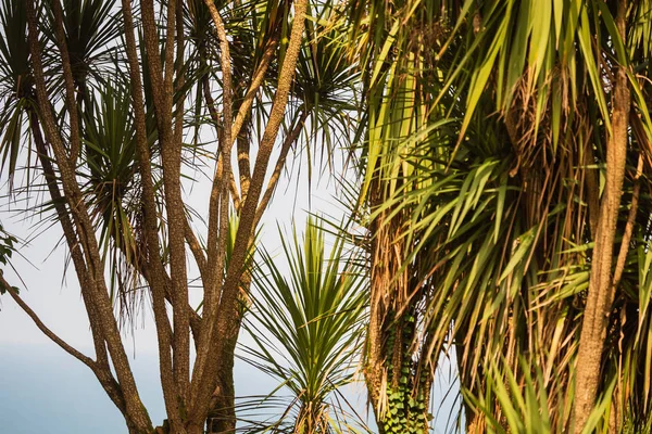 Palmboom Boven Blauwe Lucht — Stockfoto