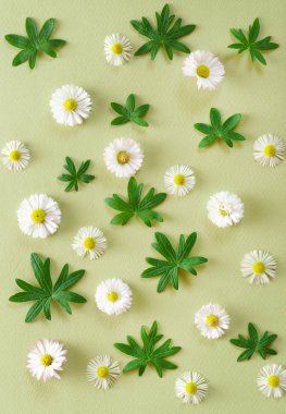 Çiçek kompozisyon - papatyalar ve yeşil yaprakları