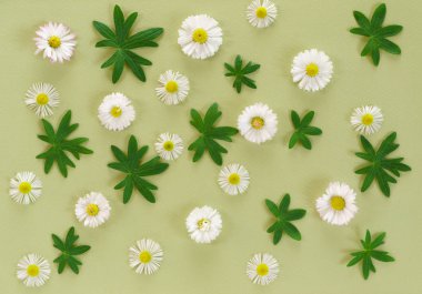 Çiçek kompozisyon - papatyalar ve yeşil yaprakları