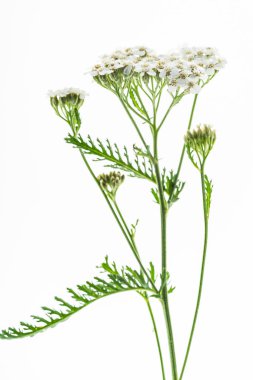 Beyazların üzerinde yalıtılmış yarrow çiçeği