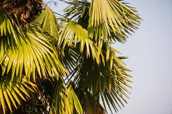 Palmboom Boven Blauwe Lucht — Stockfoto