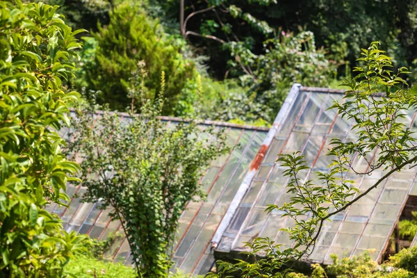 Old Greenhouse Garden — Stock Photo, Image