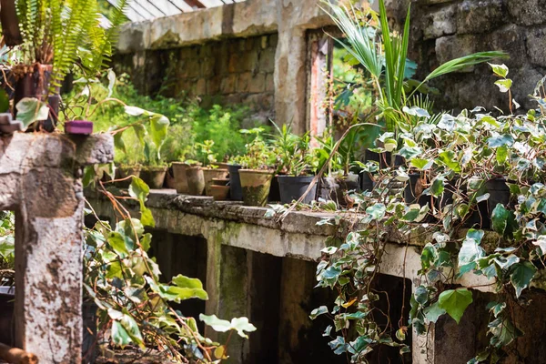 Рослини Каструлях Теплиця — стокове фото