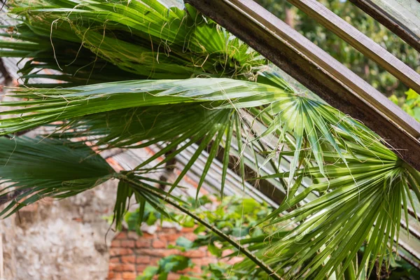 eski serada palmiye ağacı