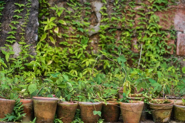 Plantas Verdes Nos Vasos Estufa — Fotografia de Stock