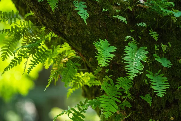 Young Fern Tree Close — Stock Photo, Image