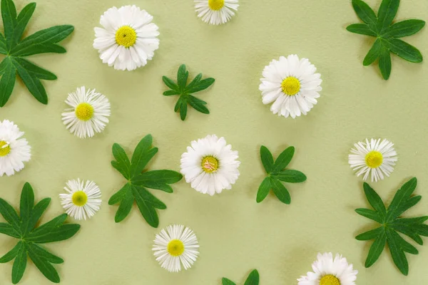 Λουλούδια Σύνθεση Μαργαρίτες Και Πράσινα Φύλλα — Φωτογραφία Αρχείου
