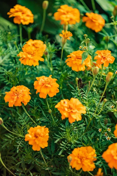 Marigold Flowers Garden Close — Stock Photo, Image
