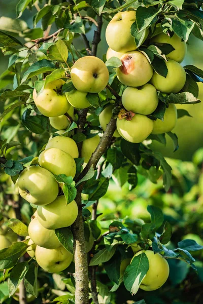 Manzanas Orgánicas Jardín Cerca —  Fotos de Stock