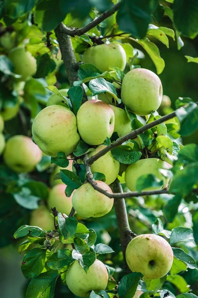Organic Apples Garden Close — Stock Photo, Image