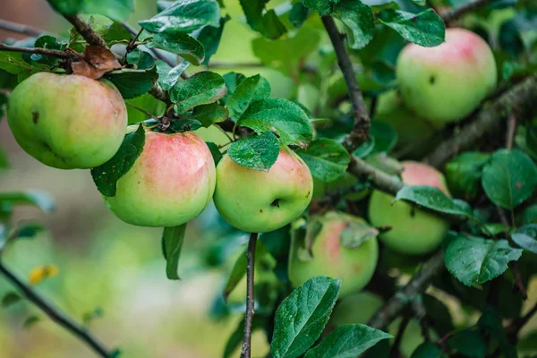 Pommes Bio Dans Jardin Gros Plan — Photo