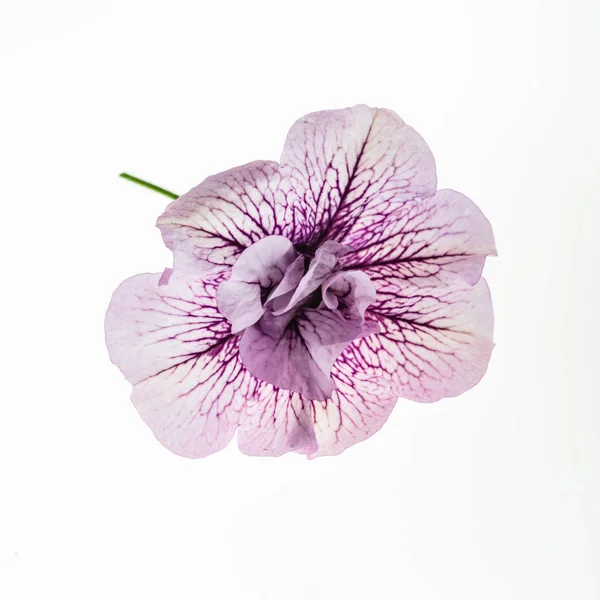 白い背景に隔離された紫色のペチュニア — ストック写真