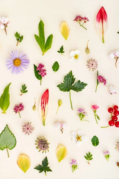 Summer Flowers Leaves White — Stock Photo, Image