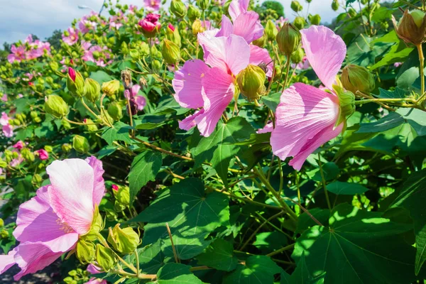 Hibiscus Цветы Саду Закрыть — стоковое фото