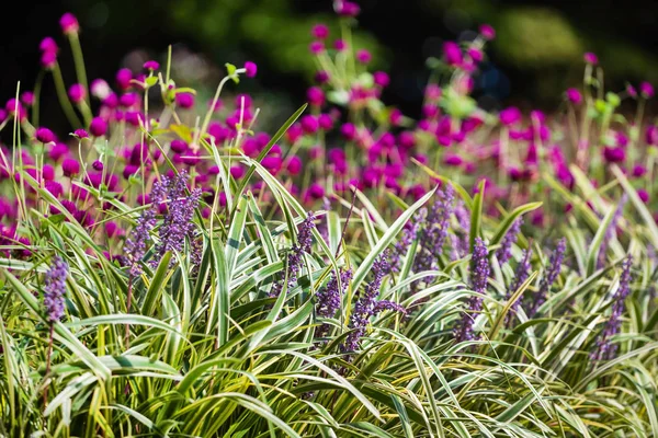 Flores Bonitas Jardim Close — Fotografia de Stock