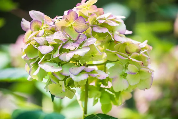 Květ Hortenzie Zahradě — Stock fotografie